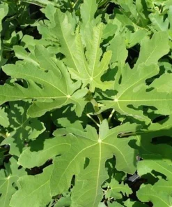 3 Magnolia Fig Starter Plug - Ficus carica 'Magnolia' Live Plant - Image 6