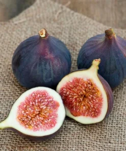 3 Magnolia Fig Starter Plug - Ficus carica 'Magnolia' Live Plant - Image 7