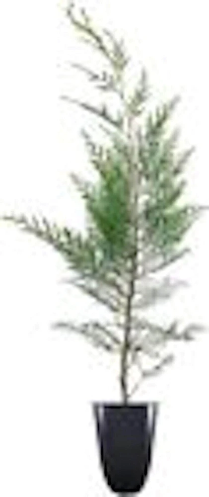 3 Murray Cypress Live Plants – Evergreen Privacy Screen Trees – 30-40 ft Tall - Image 2