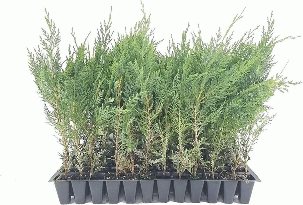 3 Murray Cypress Live Plants – Evergreen Privacy Screen Trees – 30-40 ft Tall - Image 1