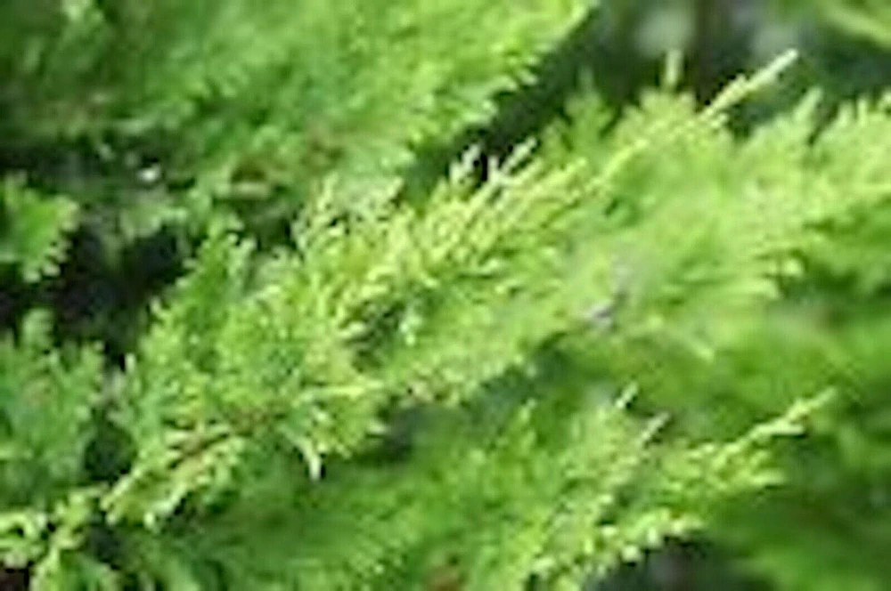 3 Murray Cypress Live Plants – Evergreen Privacy Screen Trees – 30-40 ft Tall - Image 3