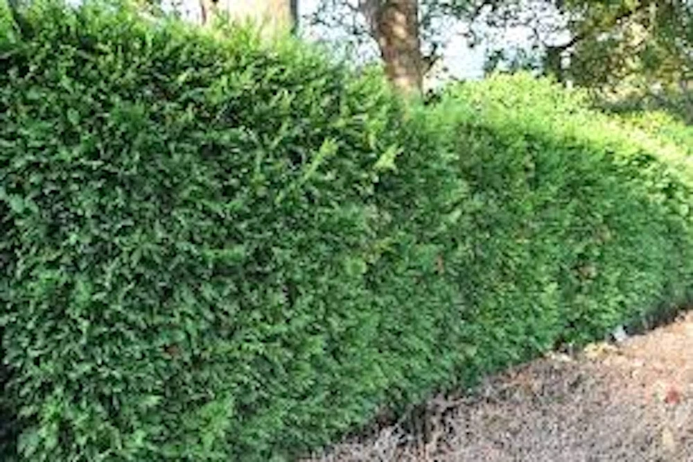 3 Murray Cypress Live Plants – Evergreen Privacy Screen Trees – 30-40 ft Tall - Image 5