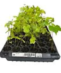 3 Muscadine Grape Plant Carlos Vitis Rotundifolia - Sweet Edible Vine Perennial - Image 3