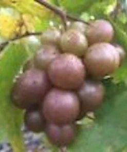 3 Muscadine Grape Plant Carlos Vitis Rotundifolia - Sweet Edible Vine Perennial - Image 4