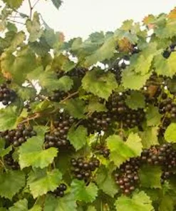 3 Muscadine Grape Plant: Southern Home Alachua Black Fruit Vine, Live Bare Root - Image 3
