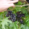 3 Muscadine Grape Plant: Southern Home Alachua Black Fruit Vine, Live Bare Root - Image 1