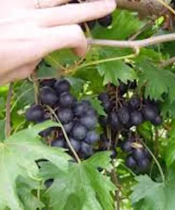 3 Muscadine Grape Plant: Southern Home Alachua Black Fruit Vine, Live Bare Root - Image 1