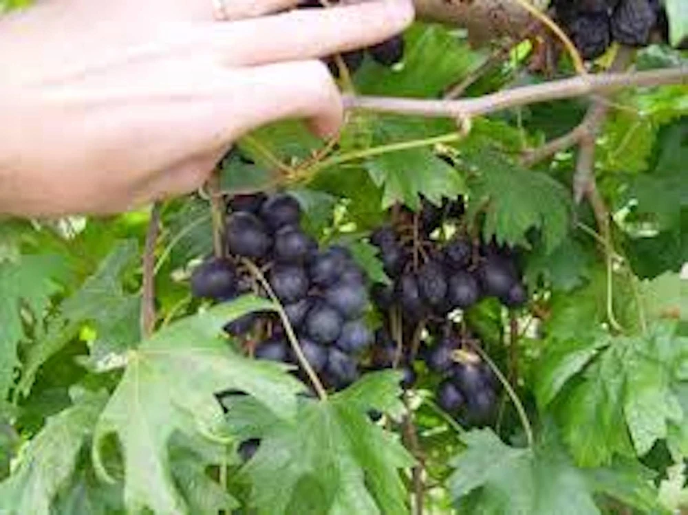 3 Muscadine Grape Plant: Southern Home Alachua Black Fruit Vine, Live Bare Root - Image 1