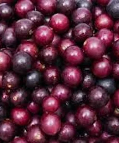 3 Muscadine Grape Plant: Southern Home Alachua Black Fruit Vine, Live Bare Root - Image 8