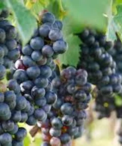 3 Muscadine Grape Vine Live Starter Plants - Delicious Variety, Vitis Rotundifolia - Image 2