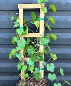 3 Muscadine Grape Vine Live Starter Plants - Delicious Variety, Vitis Rotundifolia - Image 3
