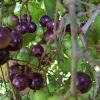 3 Muscadine Grape Vine Live Starter Plants - Delicious Variety, Vitis Rotundifolia - Image 1