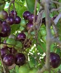 3 Muscadine Grape Vine Live Starter Plants - Delicious Variety, Vitis Rotundifolia - Image 1