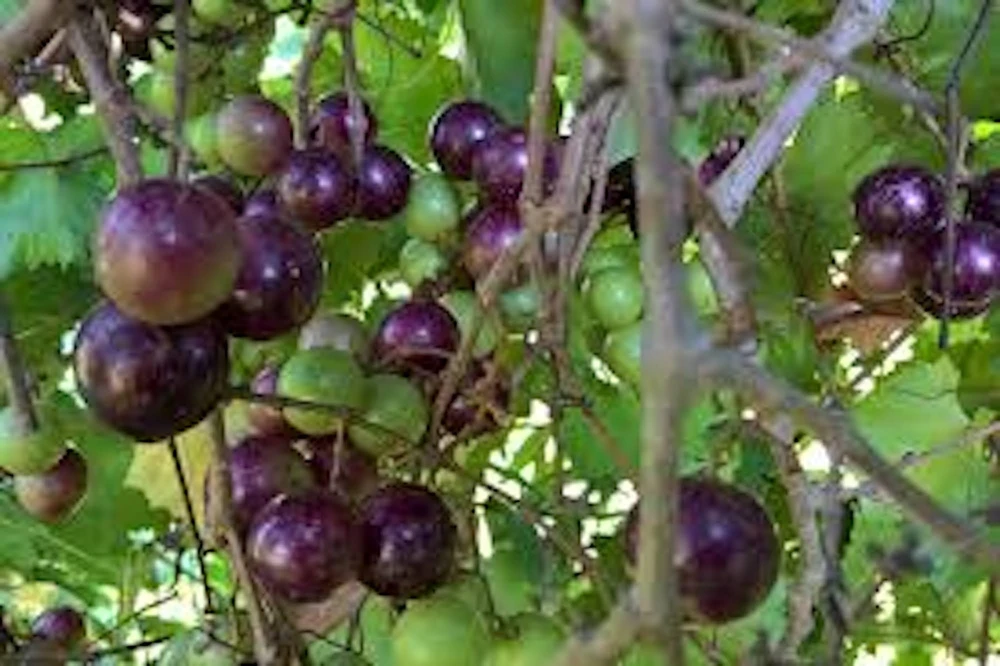 3 Muscadine Grape Vine Live Starter Plants - Delicious Variety, Vitis Rotundifolia - Image 1
