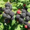 3 Mysore Black Raspberry Plant (Rubus Niveus) - Bare Root Starter - 8-12in Tall - Outdoor Fruiting Shrub - Image 1