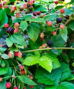 3 Navaho Thornless Blackberry Starter Plug Live Plant - Sweet, Upright Berries - Image 3