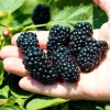 3 Navaho Thornless Blackberry Starter Plug Live Plant - Sweet, Upright Berries - Image 1