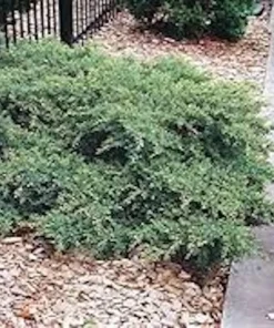 3 Nick's Compact Juniper Shrub Starter Plugs - Evergreen Outdoor Plant - Image 2