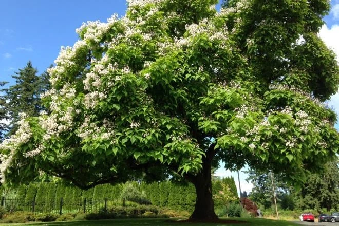 3 Northern Catalpa Tree Live Plant - Quart Pot Starter (6-12" tall) - Image 2