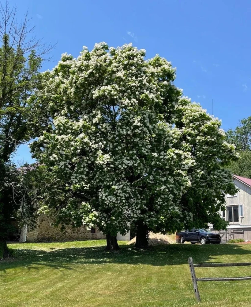 3 Northern Catalpa Tree Live Plant - Quart Pot Starter (6-12" tall) - Image 4