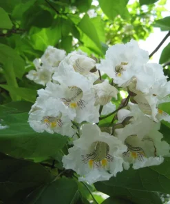 3 Northern Catalpa Tree Live Plant - Quart Pot Starter (6-12