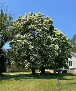 3 Northern Catalpa Tree Live Plant - Quart Pot Starter (6-12