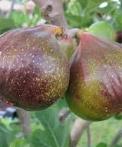3 Olympian Fig Tree Live Plants - Cold Hardy Sweet Fruit, 4-8 ft Tall, Outdoor - Image 4