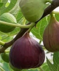 3 Olympian Fig Tree Live Plants - Cold Hardy Sweet Fruit, 4-8 ft Tall, Outdoor - Image 1