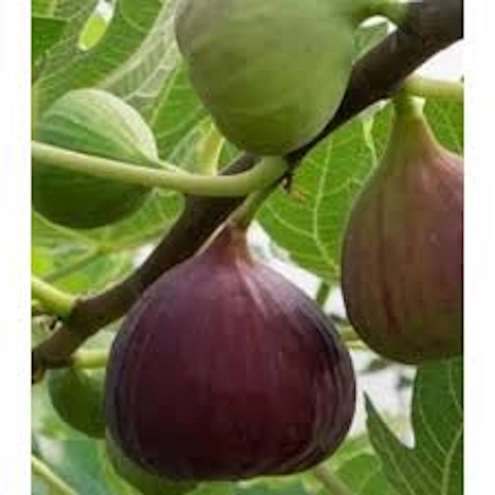 3 Olympian Fig Tree Live Plants - Cold Hardy Sweet Fruit, 4-8 ft Tall, Outdoor - Image 1