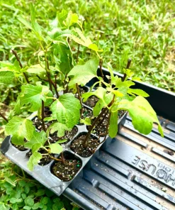 3 Olympian Fig Tree Live Plants - Cold Hardy Sweet Fruit, 4-8 ft Tall, Outdoor - Image 5