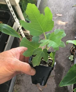 3 Olympian Fig Tree Live Plants - Cold Hardy Sweet Fruit, 4-8 ft Tall, Outdoor - Image 6