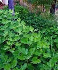 3 Olympian Fig Tree Live Plants - Cold Hardy Sweet Fruit, 4-8 ft Tall, Outdoor - Image 7