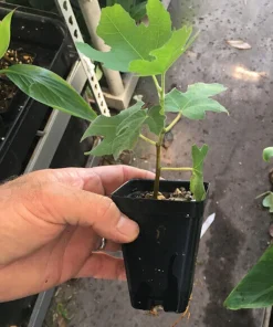 3 Olympian Fig Tree Live Plants - Cold Hardy Sweet Fruit, 4-8 ft Tall, Outdoor - Image 8