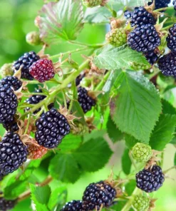 3 Osage Blackberry Live Plant - Thornless, Sweet Berries, Starter Plugs - Image 2