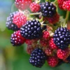 3 Osage Blackberry Live Plant - Thornless, Sweet Berries, Starter Plugs - Image 1