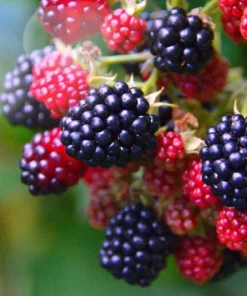 3 Osage Blackberry Live Plant - Thornless, Sweet Berries, Starter Plugs - Image 1