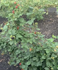 3 Osage Blackberry Live Plant - Thornless, Sweet Berries, Starter Plugs - Image 8