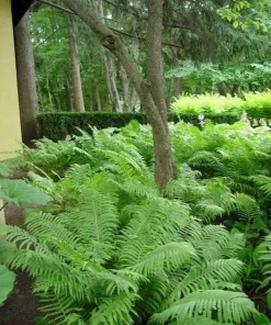 3 Ostrich Fern Bare Root Fiddlehead Matteuccia Struthiopteris Perennial Wildflower - Image 5