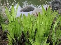 3 Ostrich Fern Bare Root Fiddlehead Matteuccia Struthiopteris Perennial Wildflower - Image 7