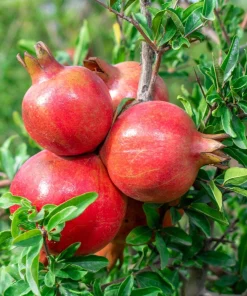 3 Parfianka Pomegranate Tree Starter Live Plants - Sweet Soft-Seeded Fruit - Image 5