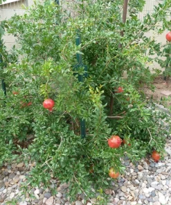 3 Parfianka Pomegranate Tree Starter Live Plants - Sweet Soft-Seeded Fruit - Image 7