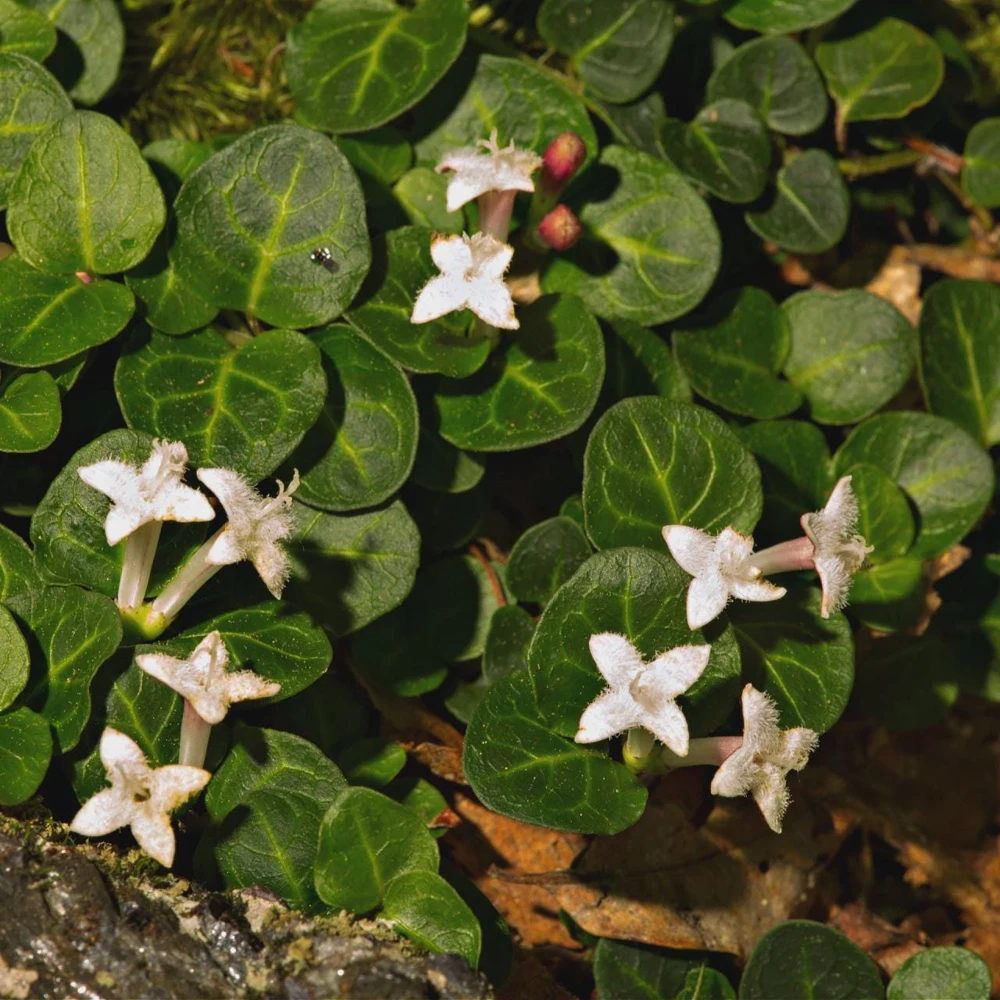 3 Partridge Berry Bare Root Plants - Mitchella repens - Evergreen Groundcover - Image 2