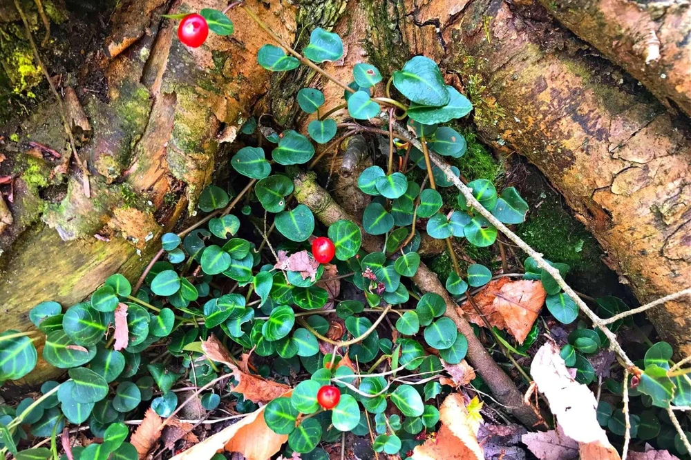 3 Partridge Berry Bare Root Plants - Mitchella repens - Evergreen Groundcover - Image 3
