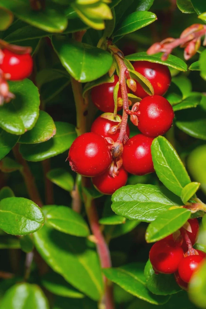3 Partridge Berry Bare Root Plants - Mitchella repens - Evergreen Groundcover - Image 5