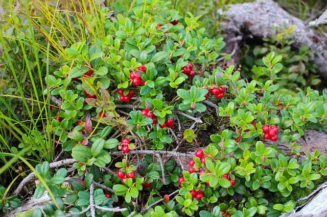 3 Partridge Berry Bare Root Plants - Mitchella repens - Evergreen Groundcover - Image 8
