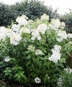 3 Phantom Hydrangea Bare Root Plants - 6-8