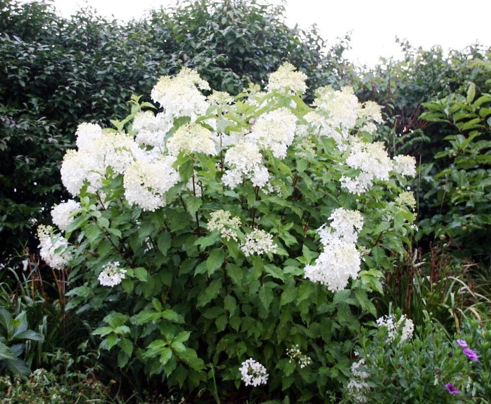 3 Phantom Hydrangea Bare Root Plants - 6-8" Tall - Outdoor Shrub - Image 2