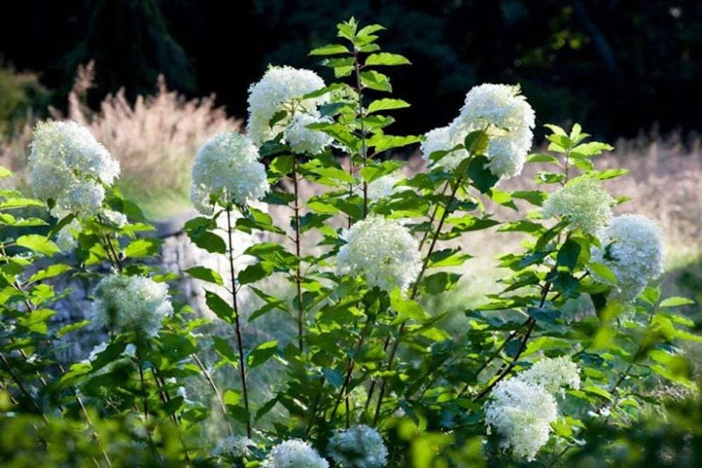 3 Phantom Hydrangea Bare Root Plants - 6-8" Tall - Outdoor Shrub - Image 3