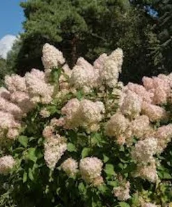 3 Phantom Hydrangea Bare Root Plants - 6-8