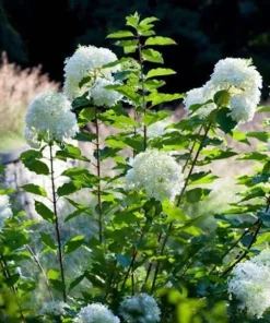 3 Phantom Hydrangea Bare Root Plants - 6-8